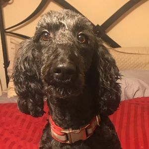 Meet your Posher, Lisa